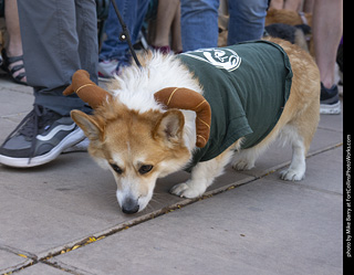 2024 Tour de Corgi - tour