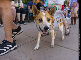 2024 Tour de Corgi - tour