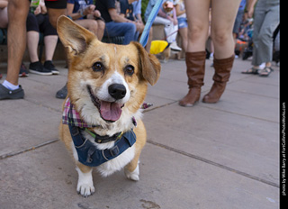 2024 Tour de Corgi - tour