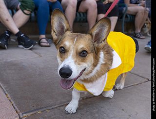 2024 Tour de Corgi - tour