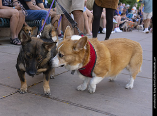 2024 Tour de Corgi - tour