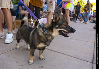 2024 Tour de Corgi - tour