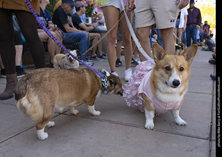 2024 Tour de Corgi - tour