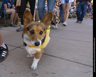 2024 Tour de Corgi - tour