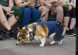 2024 Tour de Corgi - tour