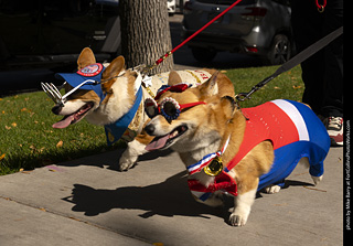 2024 Tour de Corgi - tour