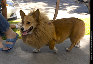 2024 Tour de Corgi - tour