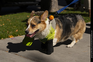 2024 Tour de Corgi - tour