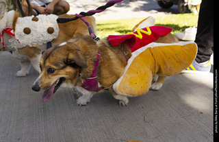 2024 Tour de Corgi - tour