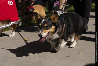 2024 Tour de Corgi - tour