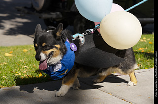 2024 Tour de Corgi - tour