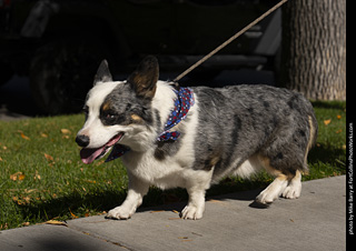 2024 Tour de Corgi - tour