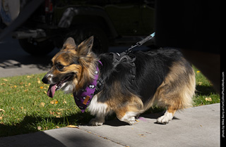 2024 Tour de Corgi - tour