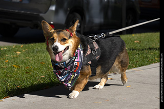 2024 Tour de Corgi - tour