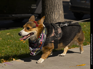 2024 Tour de Corgi - tour