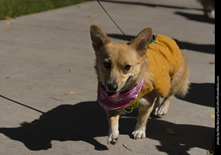 2024 Tour de Corgi - tour