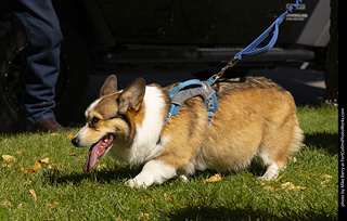 2024 Tour de Corgi - tour