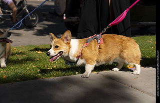 2024 Tour de Corgi - tour