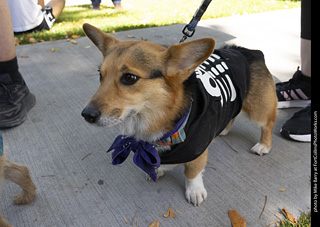 2024 Tour de Corgi - tour