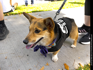 2024 Tour de Corgi - tour