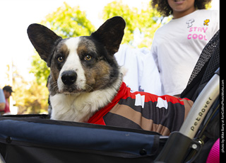 2024 Tour de Corgi - tour