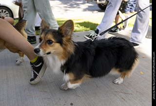 2024 Tour de Corgi - tour