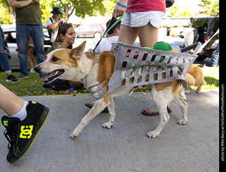 2024 Tour de Corgi - tour