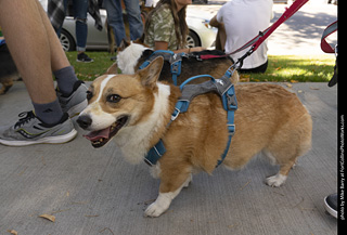 2024 Tour de Corgi - tour