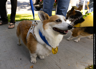 2024 Tour de Corgi - tour