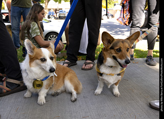 2024 Tour de Corgi - tour