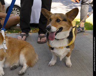 2024 Tour de Corgi - tour