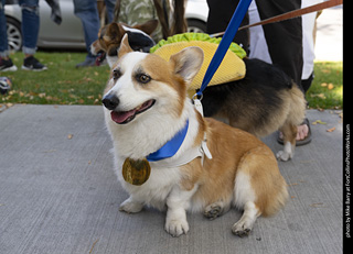 2024 Tour de Corgi - tour