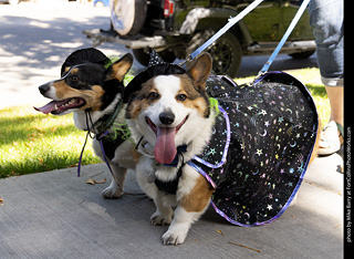 2024 Tour de Corgi - tour