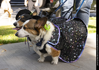 2024 Tour de Corgi - tour