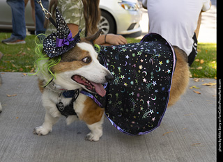 2024 Tour de Corgi - tour