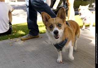 2024 Tour de Corgi - tour