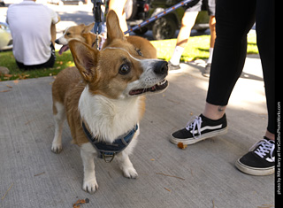 2024 Tour de Corgi - tour