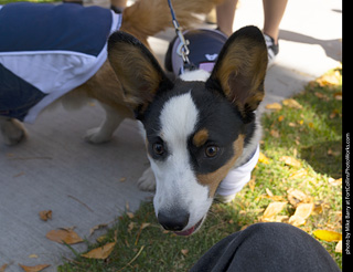 2024 Tour de Corgi - tour