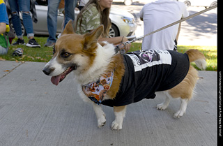 2024 Tour de Corgi - tour