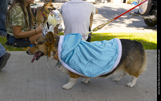 2024 Tour de Corgi - tour