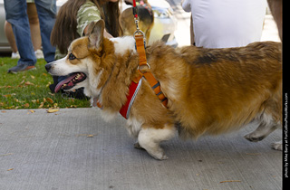 2024 Tour de Corgi - tour