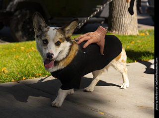 2024 Tour de Corgi - tour