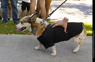 2024 Tour de Corgi - tour