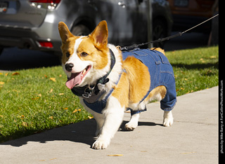 2024 Tour de Corgi - tour