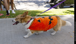 2024 Tour de Corgi - tour