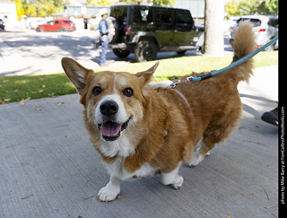 2024 Tour de Corgi - tour