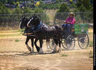 Draft Horse Show at LCF 2025