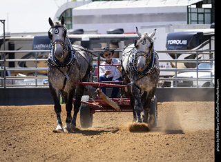 Draft Horse Show at LCF 2025