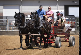 Draft Horse Show at LCF 2025
