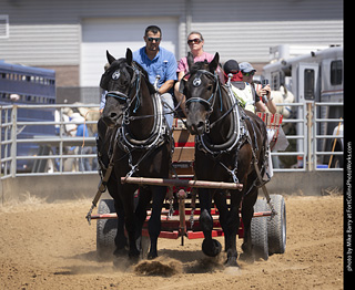 Draft Horse Show at LCF 2025